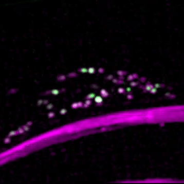 Natural sensory context drives diverse brain-wide activity during C. elegans mating